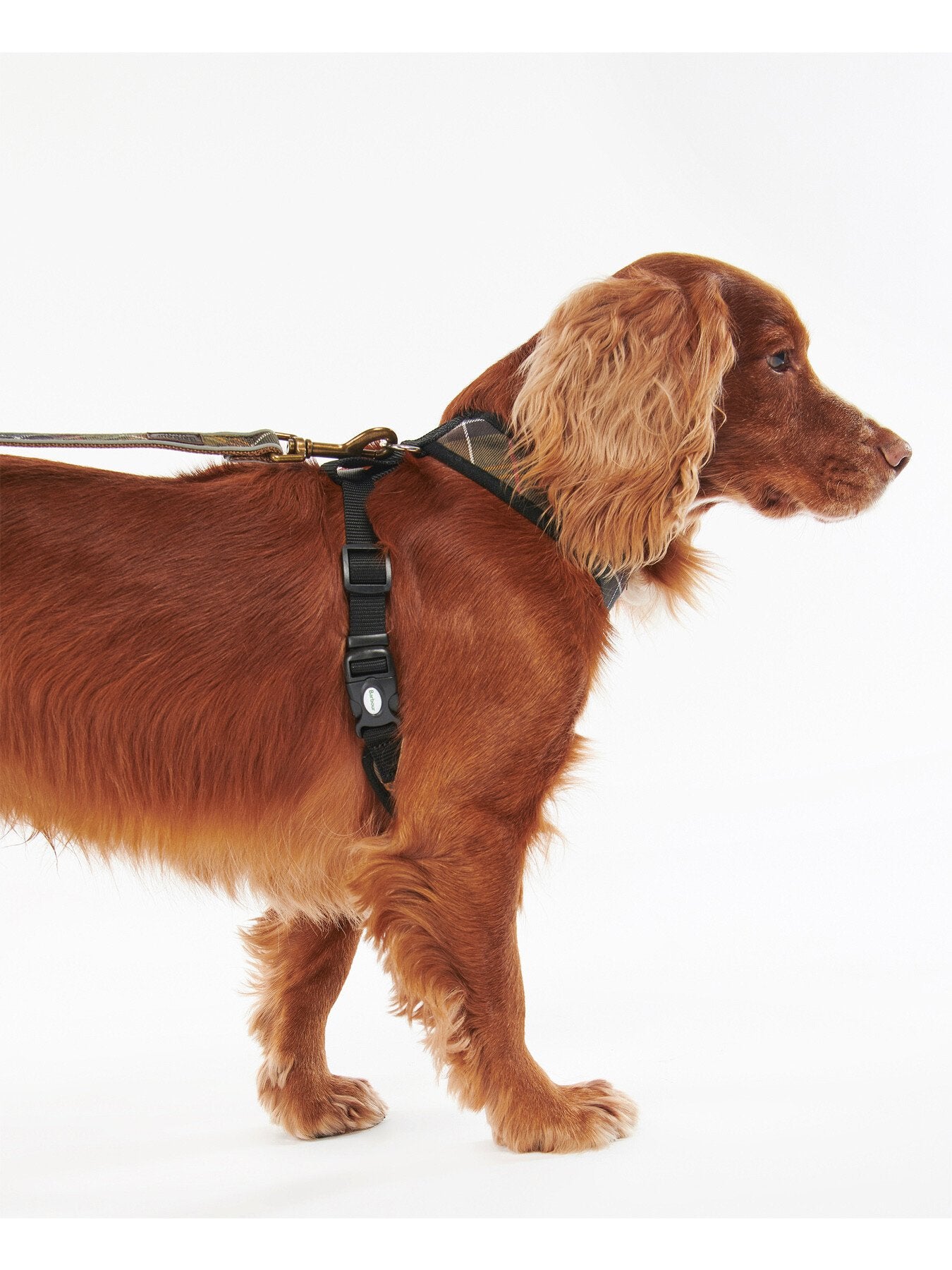 Dog Harness