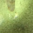 Gold/Soft Green