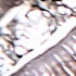 Platinum/White Crystal/Vintage Rose