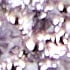 Platinum/Lilac/White CZ