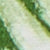 GREEN FLORAL CASCADE OFF-WHITE