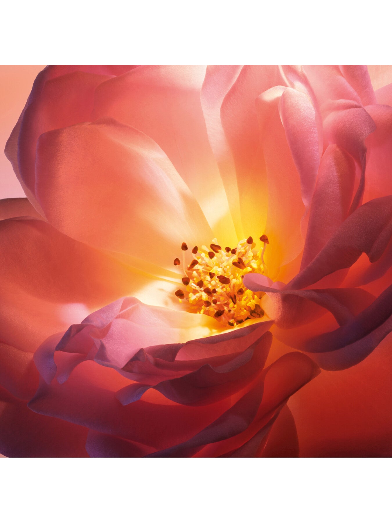 Lancome Absolue Les Parfums Hot As Rose 50ml Eau de Parfum