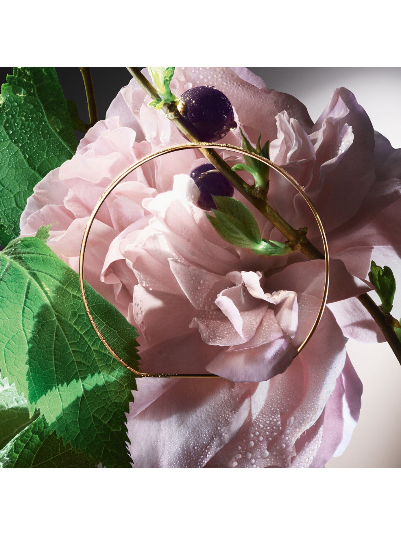 Lancome Absolue Les Parfums Storm And Roses 50ml Eau de Parfum
