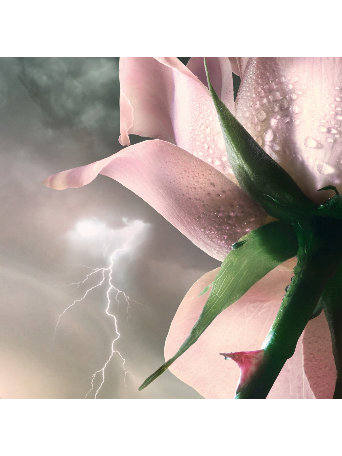 Lancome Absolue Les Parfums Storm And Roses 50ml Eau de Parfum