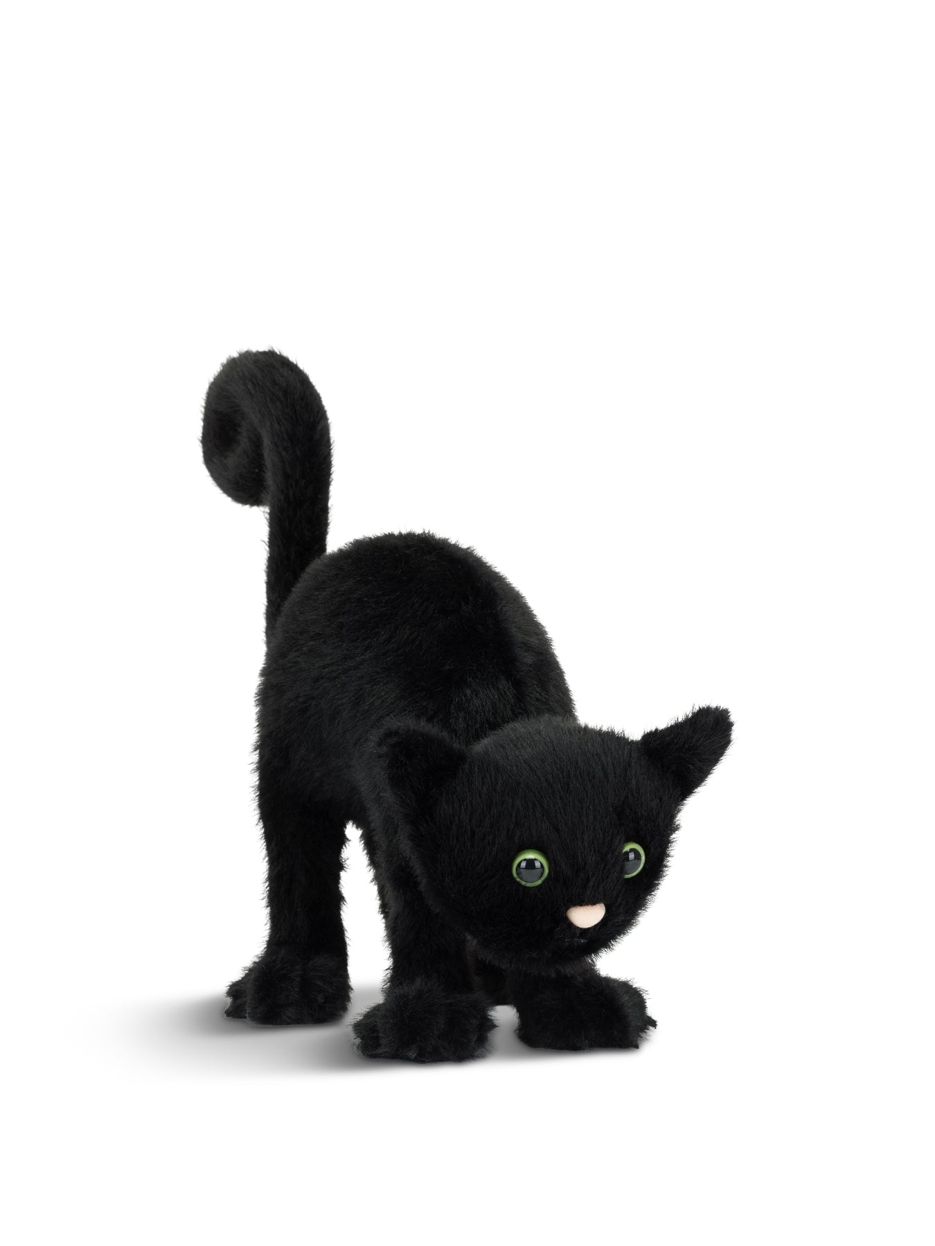 Spookipaws Cat