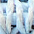 Cornflower Blue Melange/Cornflower Blue