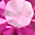 FUSCHIA/VINTAGE ROSE