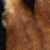 Tan Cheetah Strap