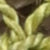 Limne/Yellow/Natural/Green