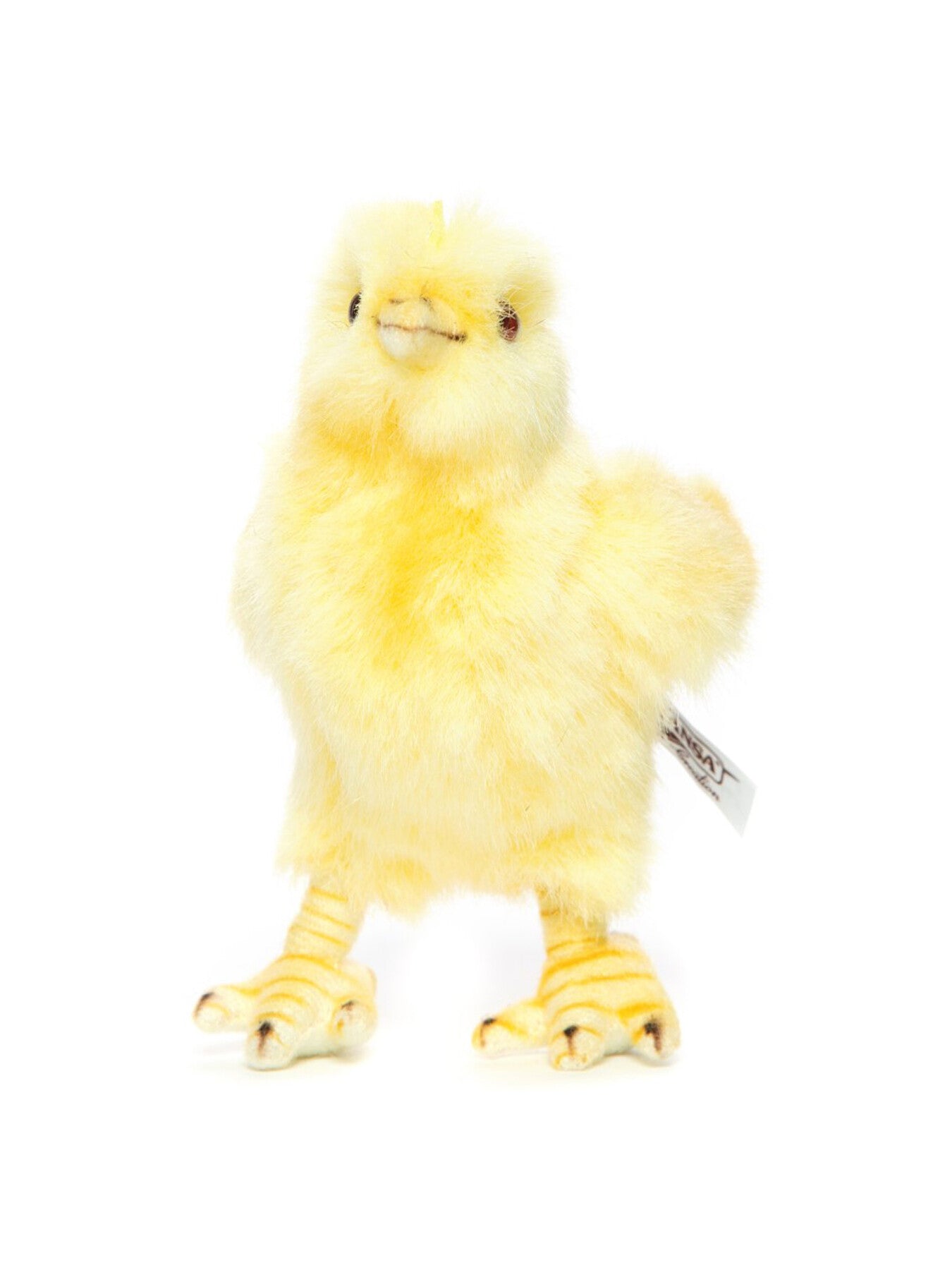 Chick