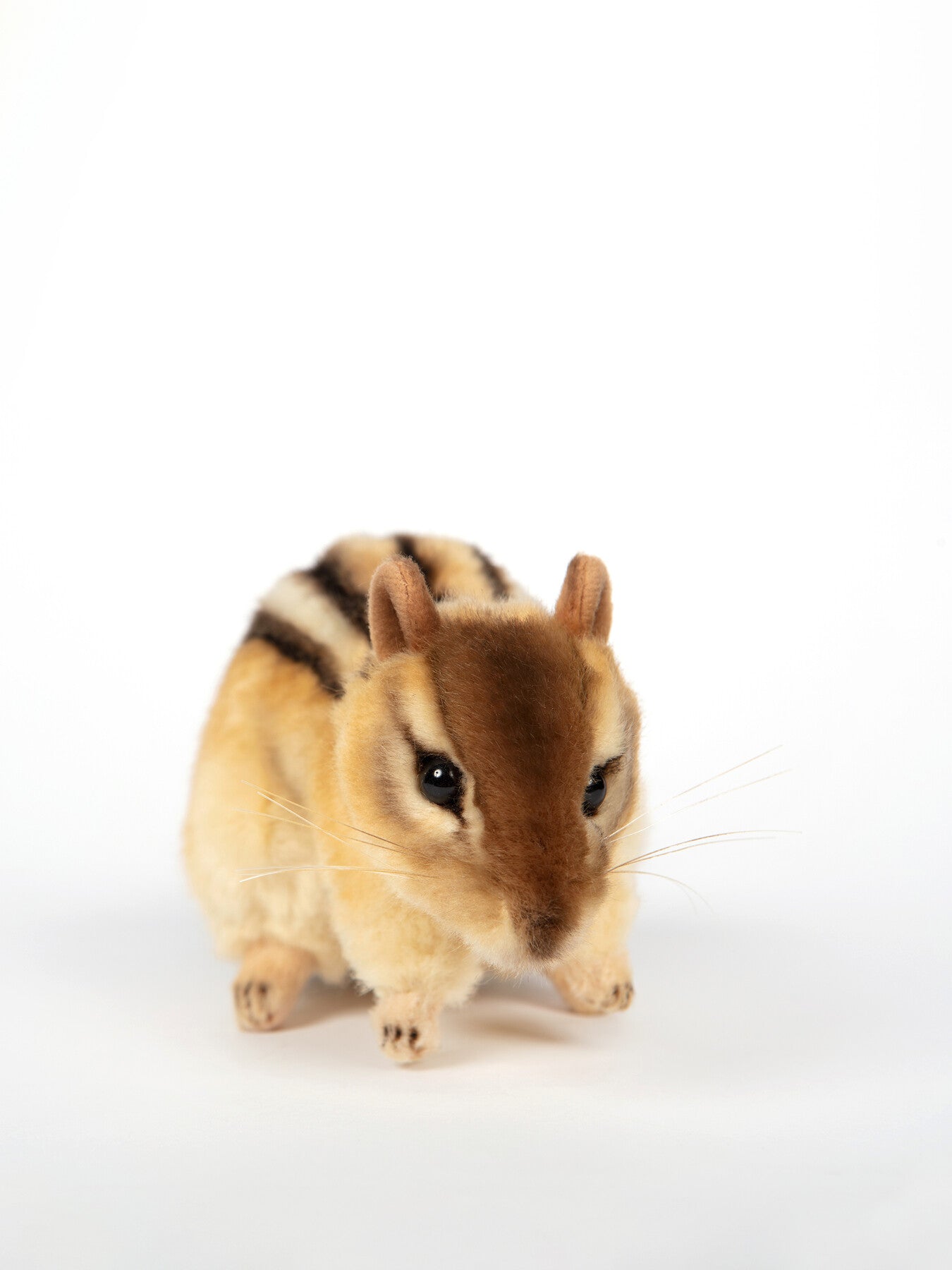 Chipmunk