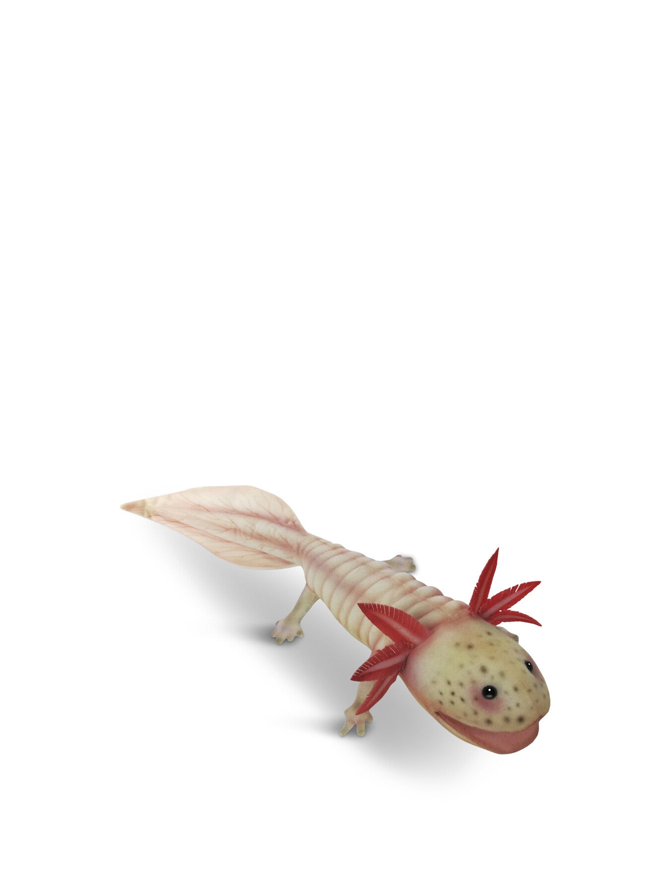 Axolotl