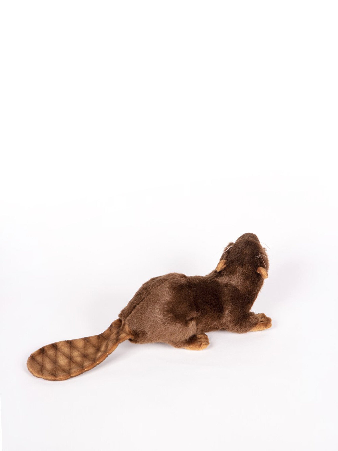 Beaver