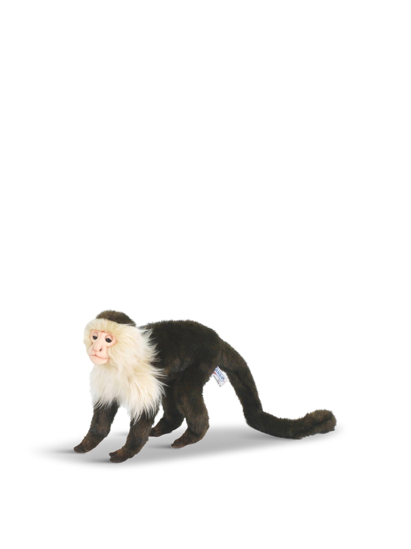Capuchin Monkey