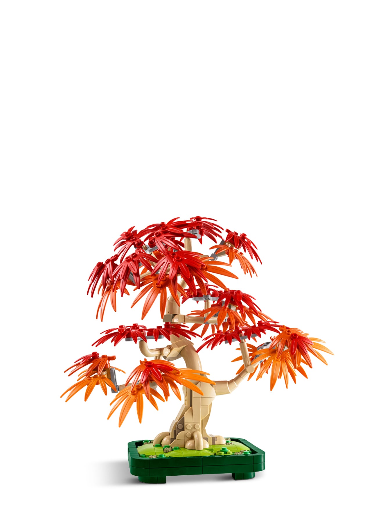 10348 Japanese Red Maple Bonsai Tree
