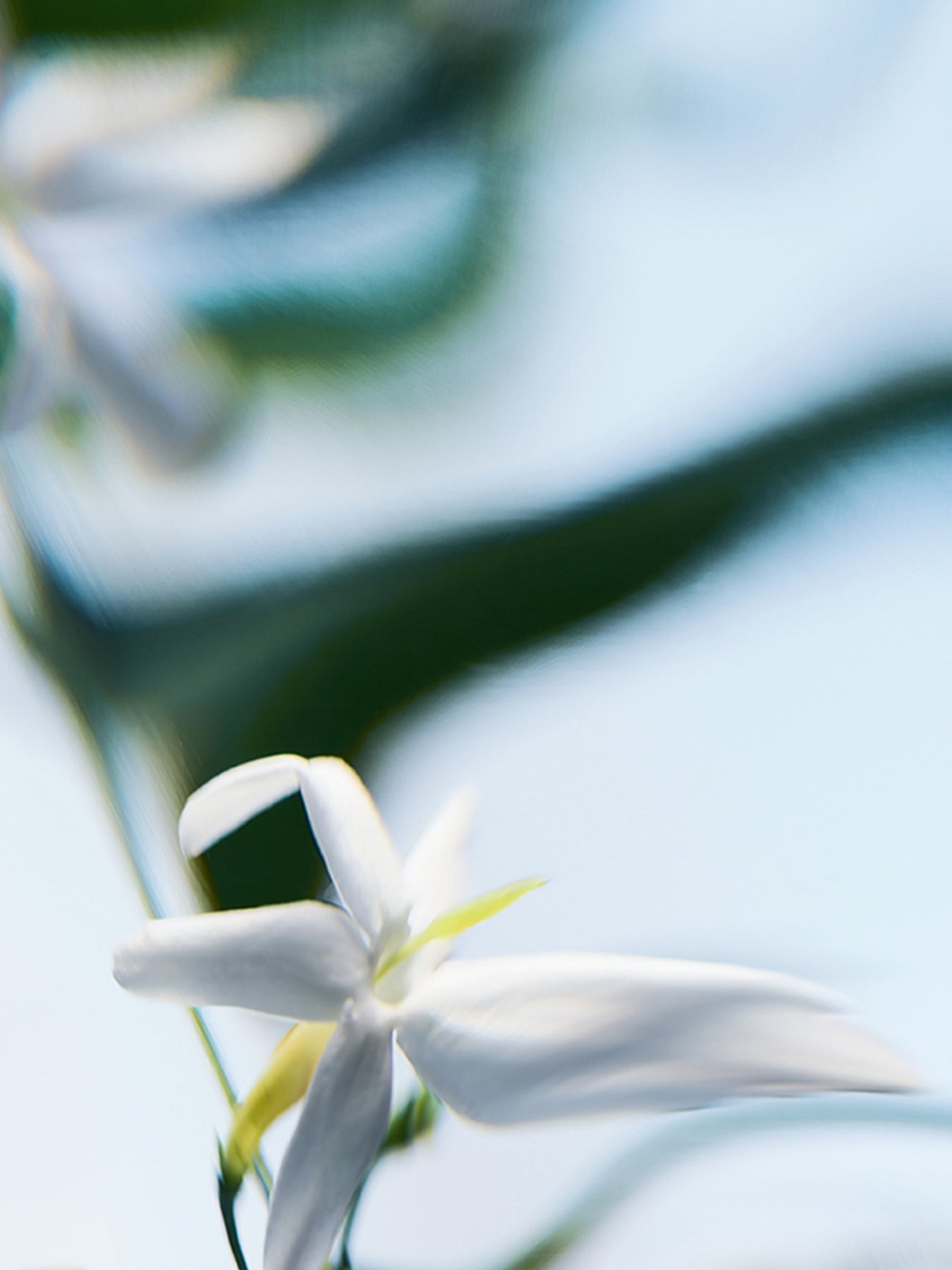 Blanche Absolu de Parfum 50ml
