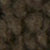 Morel