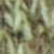 Nile