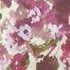 Blossom