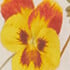 Corlett Floral