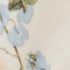 Empress Floral