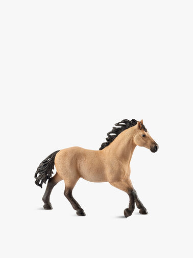 Quarter Horse Stallion