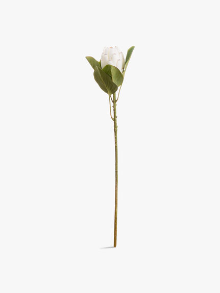 Closed White Protea Flower