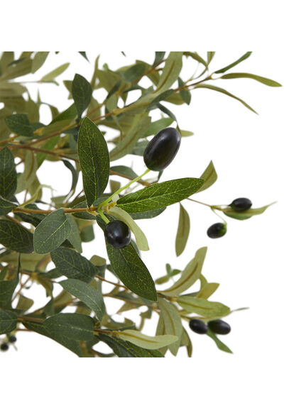 Calabria Olive Tree