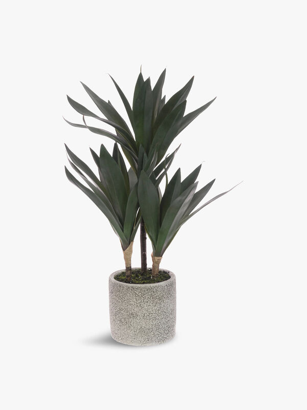 Yucca Plant In Pot 43cm