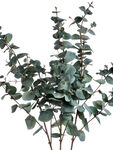 Variegated Eucalyptus Stem