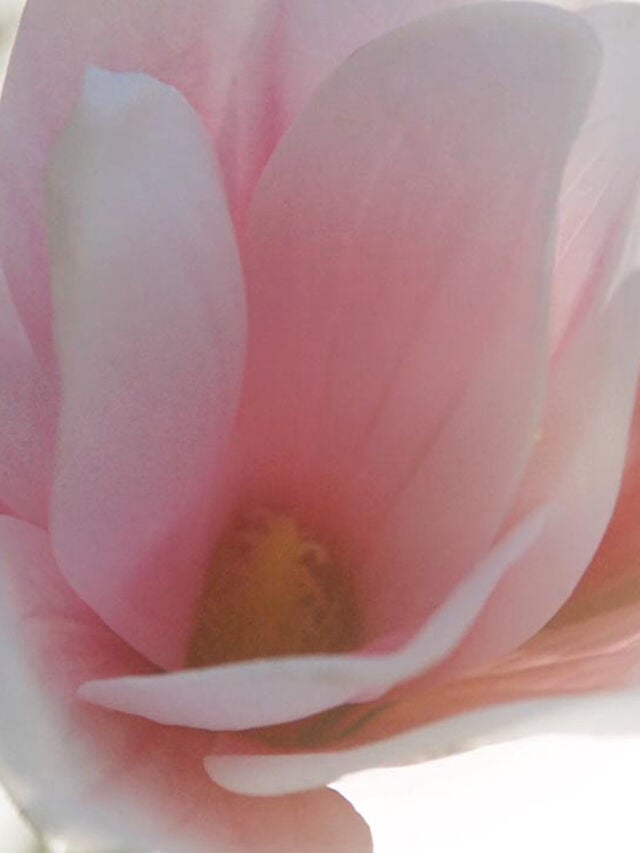 Beautiful Magnolia Eau de Parfum Spray 30ml