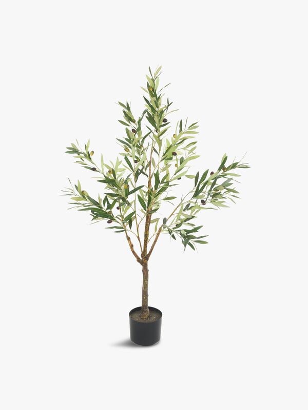 Olive Tree In Pot 120cm