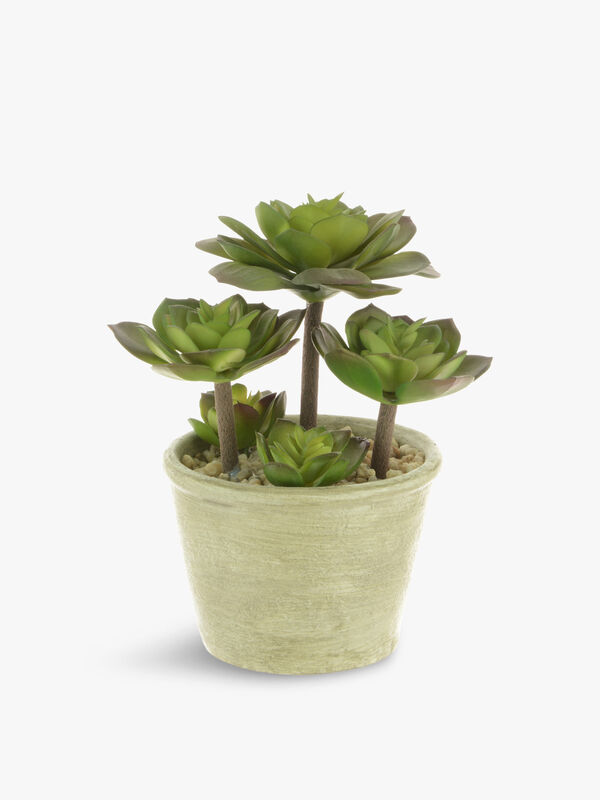 Succulent in Round Pot