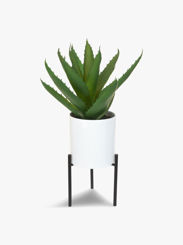 Aloe Pot and Stand
